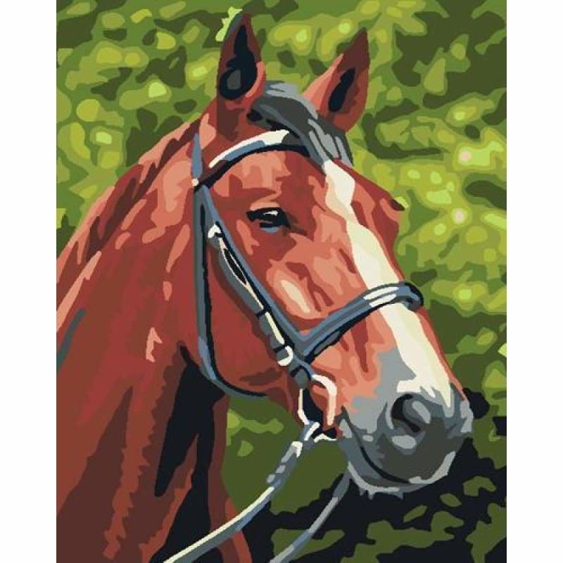 Animal Horse Diy Paint By Numbers Kits ZXB809 - NEEDLEWORK KITS