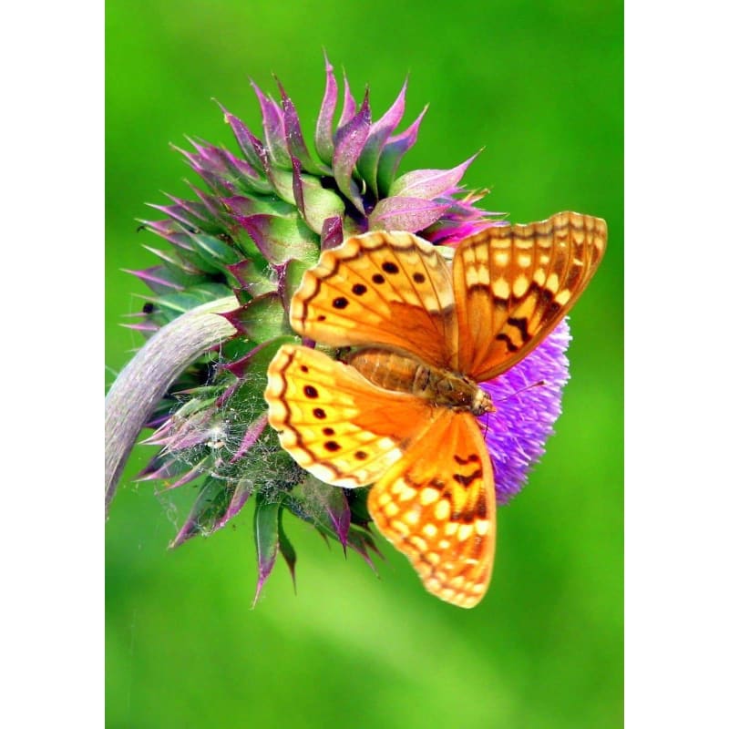 Butterfly Diy Paint by Numbers Kits DIY PBN96421 - NEEDLEWORK KITS