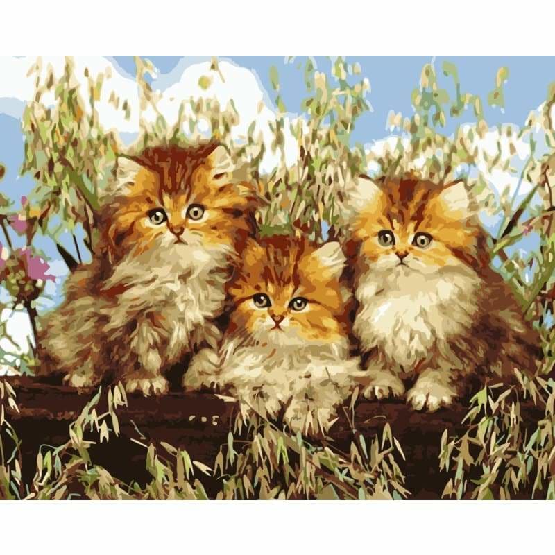 Cat Diy Paint By Numbers Kits SY-4050-056 - NEEDLEWORK KITS