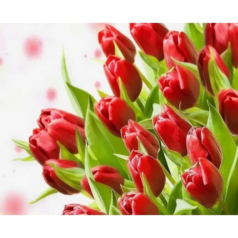 Tulips Diy Paint By Numbers Kits ZXQ3724 - NEEDLEWORK KITS